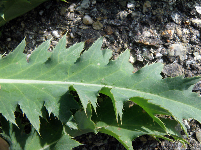 Piccolo enigma botanico ligure (Carduus defloratus L. s.l.)